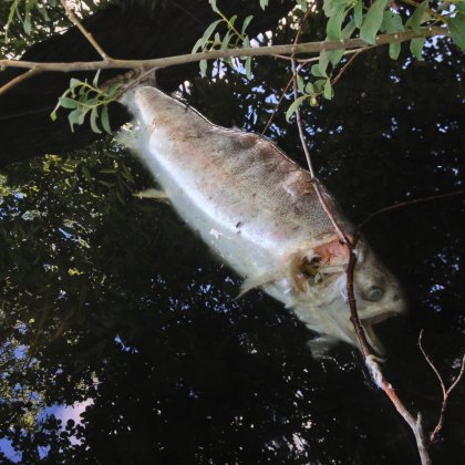 dead fish float on the water surface