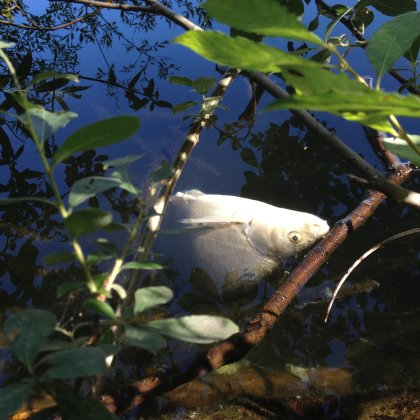 dead fish float on the water surface