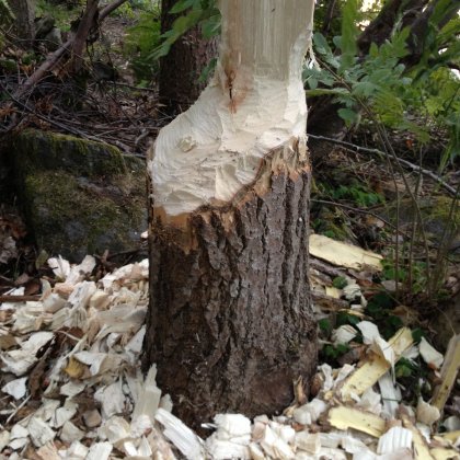 Damaged tree by beaver teeth job.