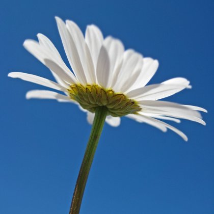 A single daisy