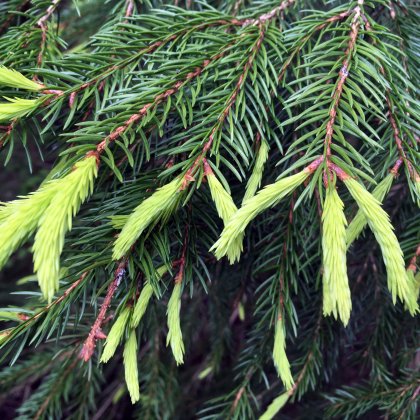 Green spruce shoots