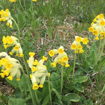 Cowslip or Primula Veris growing on a field