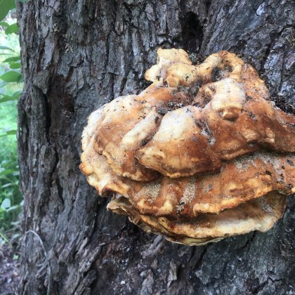 Tree fungus growing on the stem of a tree