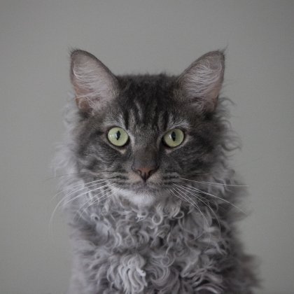 A La Perm and Maine Coon mix.