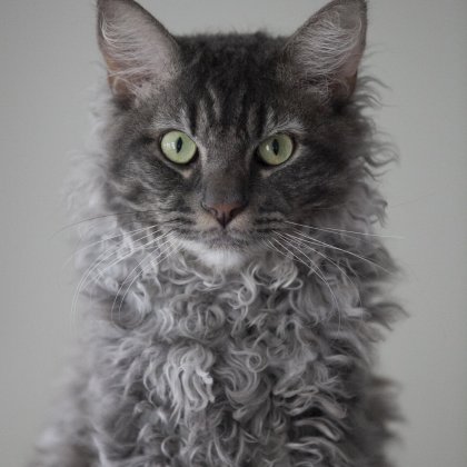 A La Perm and Maine Coon mix.