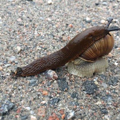 Spanish slug attacking a garden slug