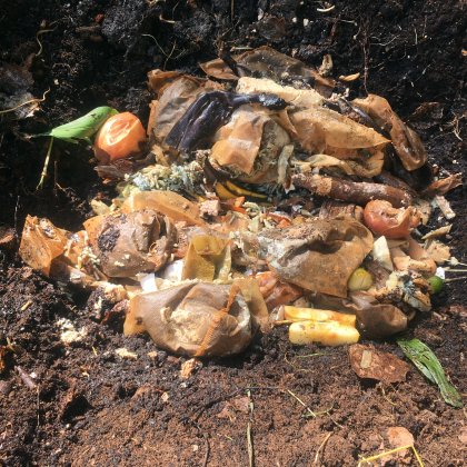 Food scraps being put in the ground